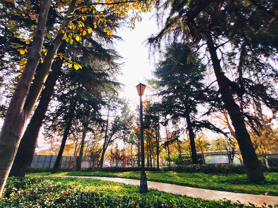 圖為平度市崇德公園一隅。（師華鵬 攝）