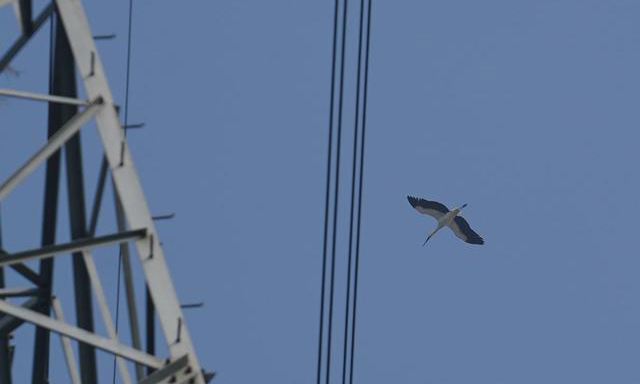 圖為12月12日，東方白鸛在鐵塔旁盤旋。（新華社記者 周密 攝）