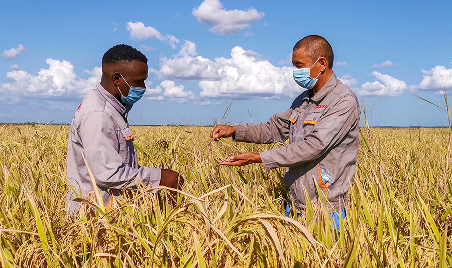 本種植季中，該項目在修復上一季3.7萬畝農田的基礎上，新增復墾農田3000畝，使水稻種植總面積突破4萬畝。為做好本季種植工作，項目部自6月份收儲工作結束后，便著手平整農田、提前選種等工作，并積極克服疫情期間國際物流不穩定、當地員工不充裕等困難，加強農藥化肥等農資采購、海運工作，統籌人員分工，確保各項工作順利推進?？偨Y前3年種植經驗，提前播種，引入先進種植技術和資源，采用多種播種模式，提高了種植速度及幼苗成活率。圖為項目管理人員為合作種植戶傳授經驗。
