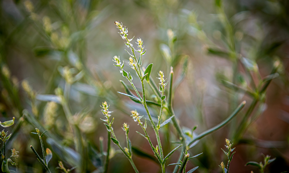 看似細(xì)小的沙芥，卻有著頑強(qiáng)的生命力，扎入地下的根系是莖高的3倍。沙蒿、沙打旺等植物也都在光伏板下落地生根，用點(diǎn)點(diǎn)新綠為沙海帶來無限生機(jī)。