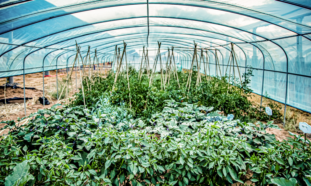 在蔬菜實(shí)驗(yàn)園，茄子、辣椒、西紅柿和西瓜在沙海中的大棚里試種成功。敢于探索，終會(huì)見證奇跡。