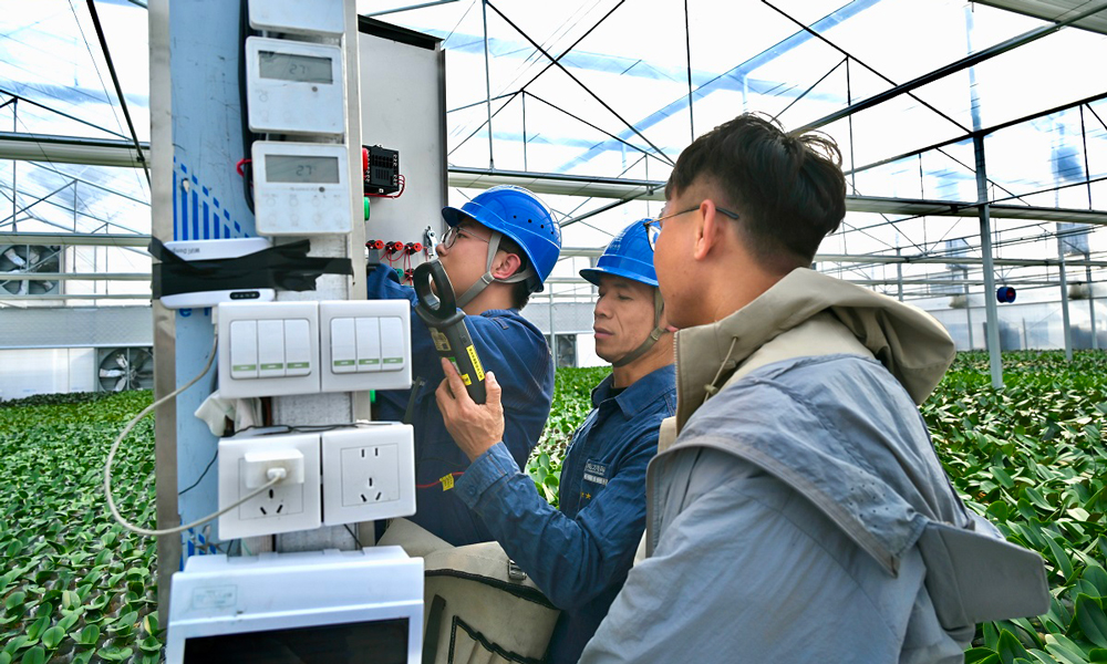 南方電網(wǎng)廣東佛山南海供電局里水供電所工作人員到當?shù)剞r(nóng)業(yè)科技公司開展用電檢查，確保蝴蝶蘭育苗大棚供電設(shè)備穩(wěn)定運行。