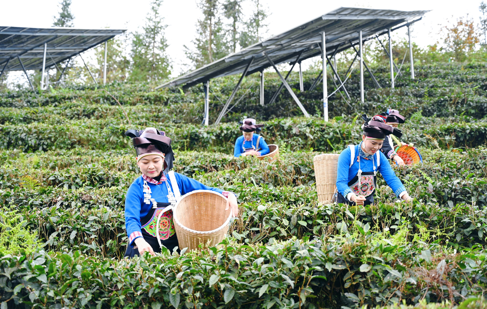 近日，中廣核新能源產業融合項目正煥發出全新的生機與活力。 在這里，清潔能源與農業攜手，科技與農耕碰撞，共同繪就產業融合的新圖景。圖為在中廣核云南董干150兆瓦茶光互補項目的千畝茶園里，一幅“科技春耕圖”正徐徐展開。光伏板陣列如銀色波浪起伏，板下新發的茶芽青翠欲滴，茶農們穿梭其間采春茶。