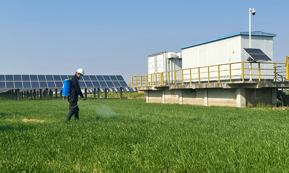 在中廣核江蘇浦南光伏電站，深藍色的光伏板陣列下，嫩綠的麥苗正舒展新葉，工作人員在給返青的小麥播撒農藥。浦南光伏電站將光伏發電與小麥種植有機結合，不僅提高了土地的使用效率，還促進了當地農業產業結構的優化升級，為農民增加經濟收益。同時，光伏電站配備的氣象監測設備可實時收集風速、溫度、濕度等數據，對農業生產中的施肥、病蟲害防治等具有參考價值，助力小麥產量增收。