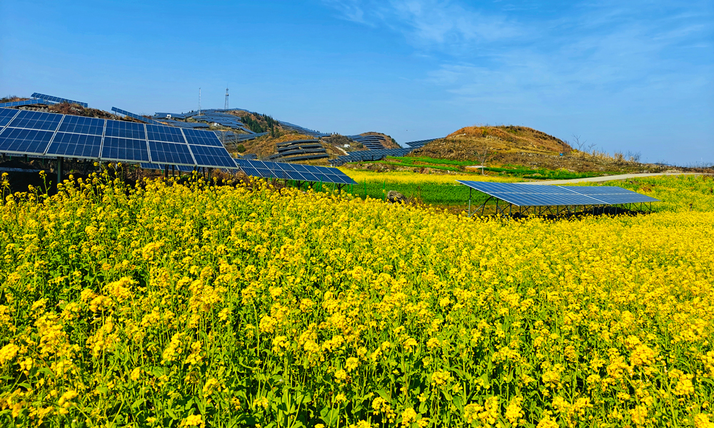 在中廣核打造的“農光互補”項目——貴州貞豐隴塔光伏電站，一幅別樣的田園風光映入眼簾，藍色的光伏板在陽光下熠熠生輝，光伏板下，上千畝金黃色的油菜花競相綻放，交織出一幅充滿生機與希望的獨特景致。光伏板不僅將太陽能轉化為清潔電能，還能為土地提供遮擋，減少土地水分蒸發，為油菜提供適宜的生長環境。