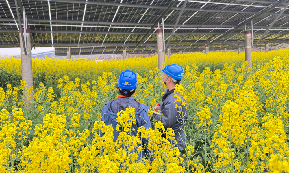 中廣核湖北浠水光伏電站的油菜花也迎來了盛放期。燦爛的金黃花浪層層疊疊，與湛藍的光伏板相互交織，繪就了一幅別具一格的春日美景。電站采用“板上發電、板下種植”的立體模式，實現了土地資源的高效利用。光伏組件源源不斷地將陽光轉化為清潔電能，光伏板下油菜茁壯生長，不僅帶來了經濟效益，還為這片土地增添了生態之美。