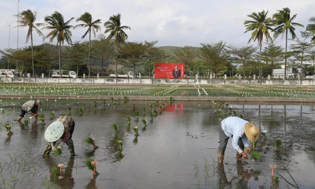 一年之計在于春，中國融通集團旗下融通農發各區域公司緊抓農時，全力打好全年糧食生產首戰，一幅春耕長卷正徐徐展開。圖為融通農發旗下海南籌備組三亞師部農場南繁水稻試驗田工作人員把一株株秧苗插進田地里。