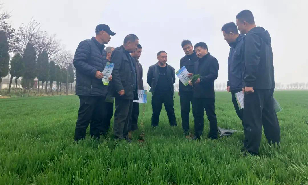 融通農發武漢區域公司渭南農場圍繞春耕備耕實際需求，邀請農業專家深入田間一線，為小麥苗“把脈問診”。